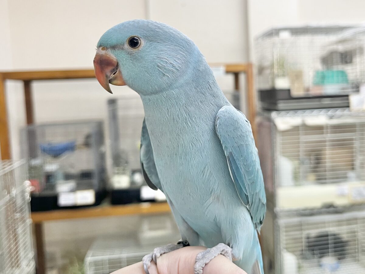 ワカケホンセイインコ（月の輪インコ）