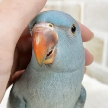 ワカケホンセイインコ（月の輪インコ） の販売一覧| 千葉県・栃木県