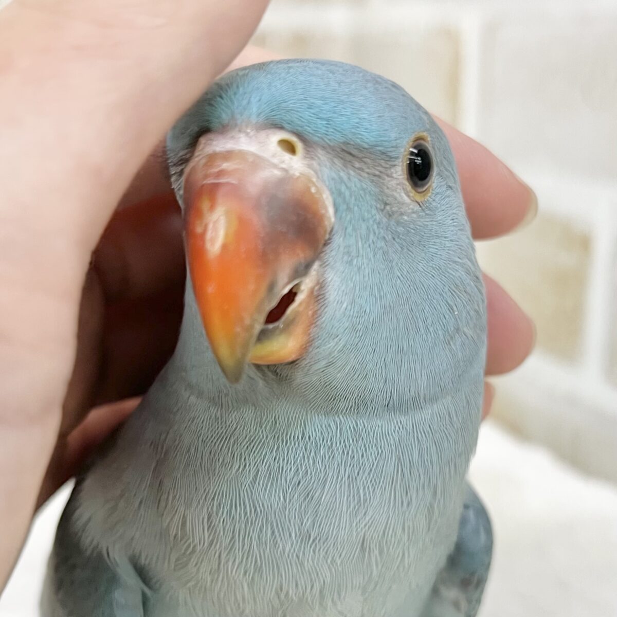 🆙最新画像あり‼️】目指せおしゃべりバード🦜🩵✨ ワカケホンセイ