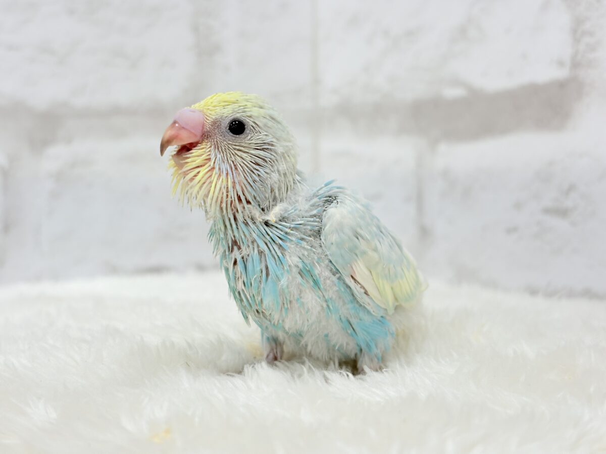 セキセイインコ