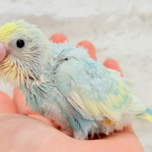 しゅわしゅわっとソーダちゃん🐣🫧セキセイインコ(パステルレインボー) ヒナ