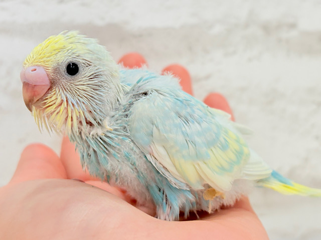 しゅわしゅわっとソーダちゃん🐣🫧セキセイインコ(パステルレインボー) ヒナ