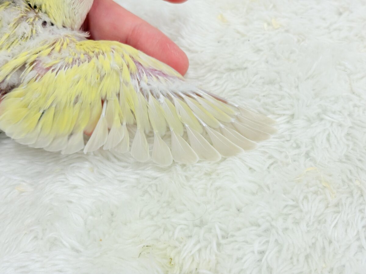 コザクラインコ（小桜インコ）