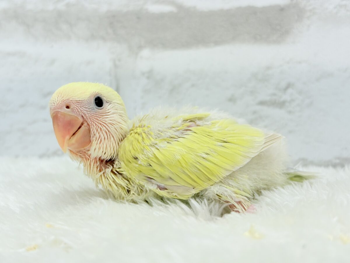 コザクラインコ（小桜インコ）