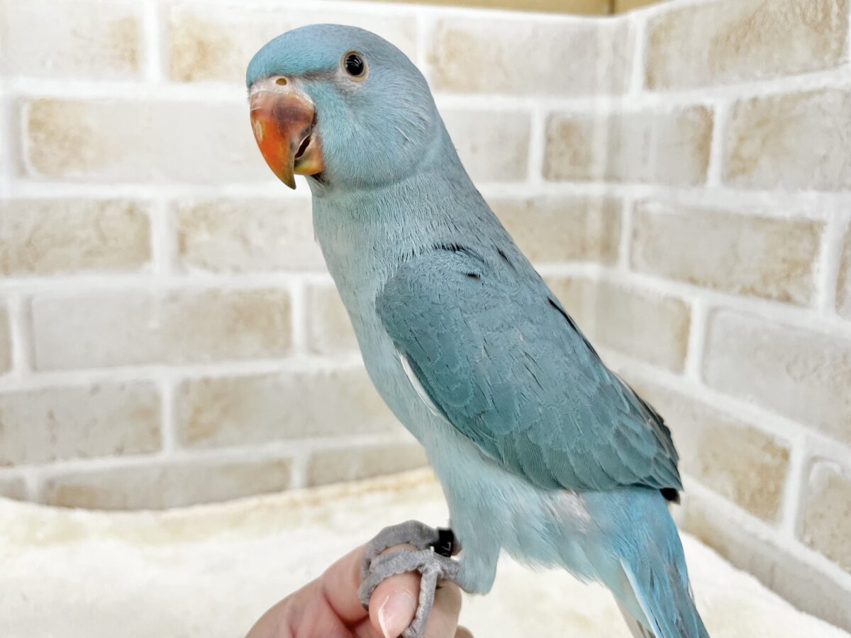 ワカケホンセイインコ（月の輪インコ）