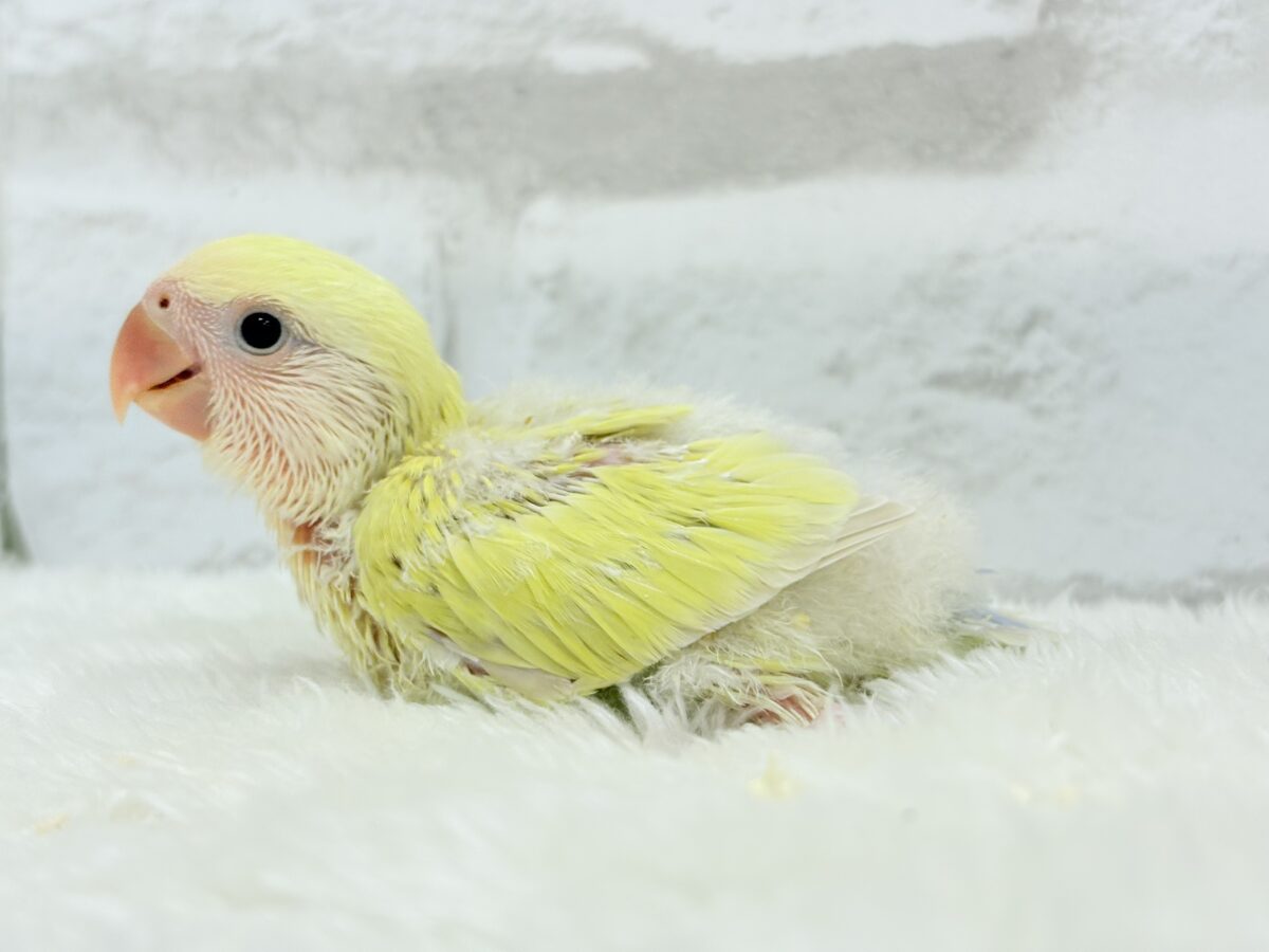 コザクラインコ（小桜インコ）