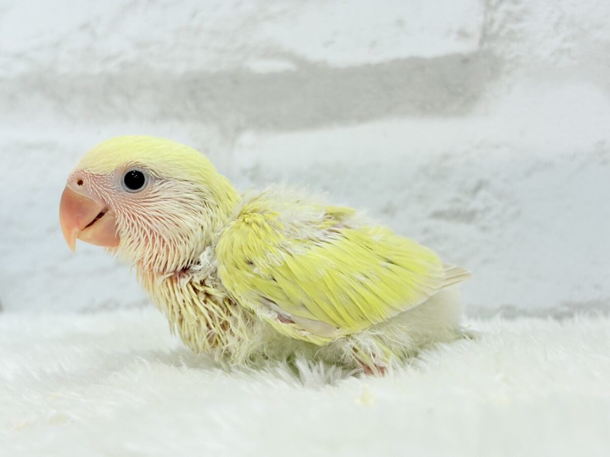 コザクラインコ（小桜インコ）