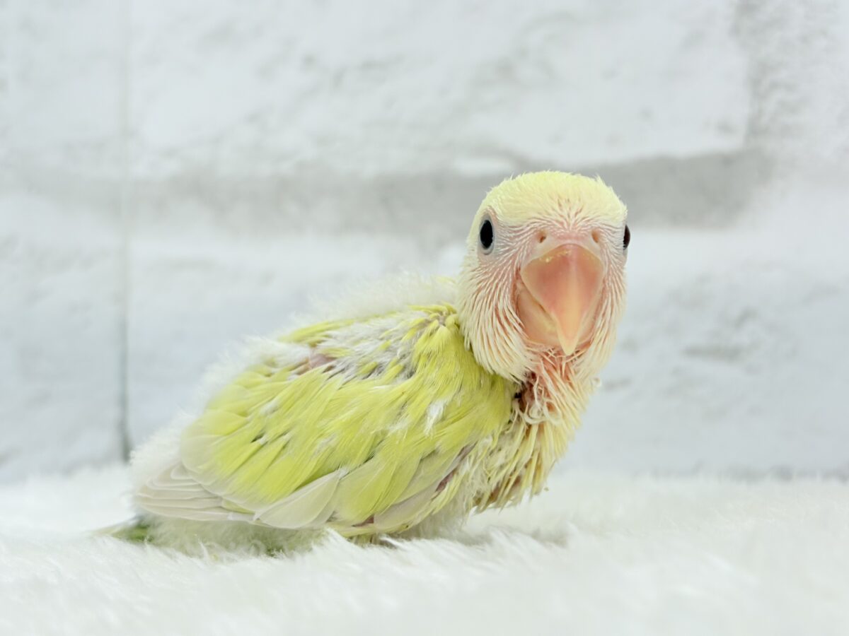 コザクラインコ（小桜インコ）