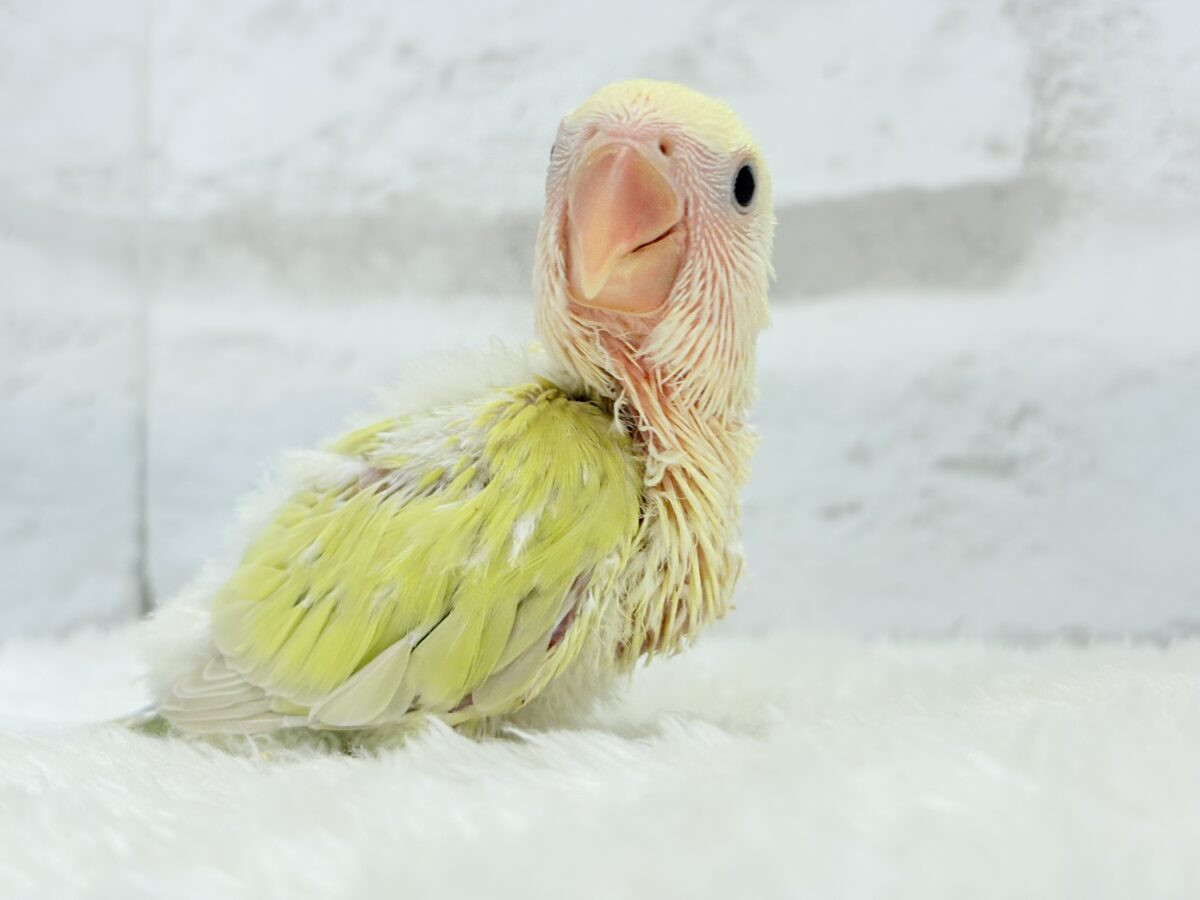 コザクラインコ（小桜インコ）