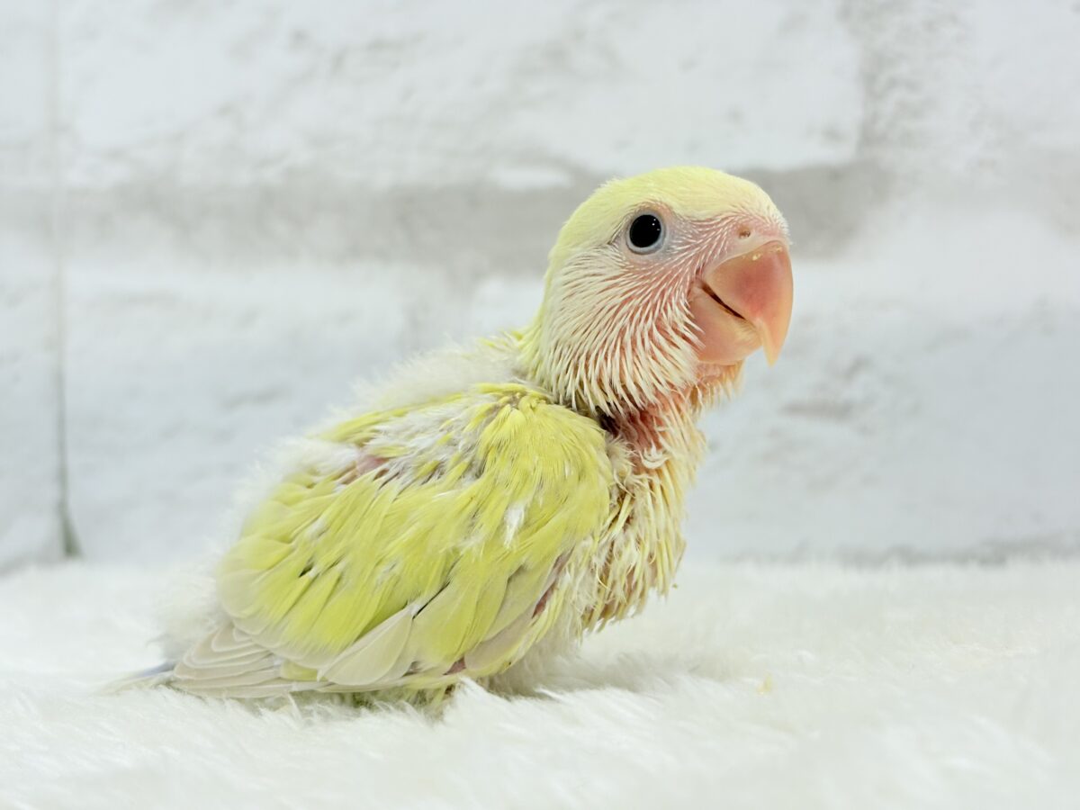 コザクラインコ（小桜インコ）