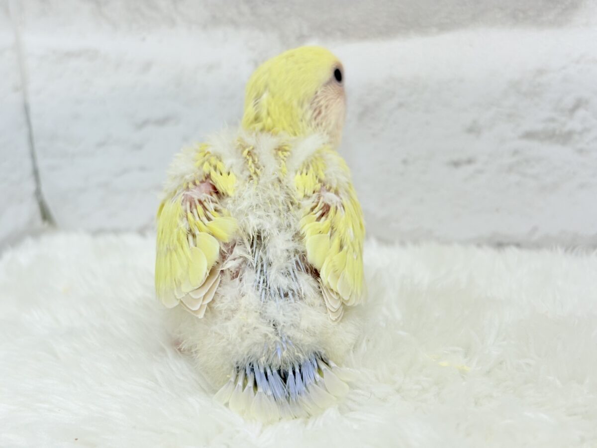 コザクラインコ（小桜インコ）
