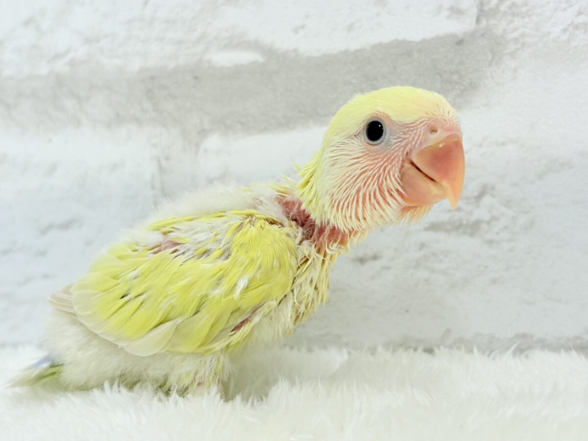 コザクラインコ（小桜インコ）