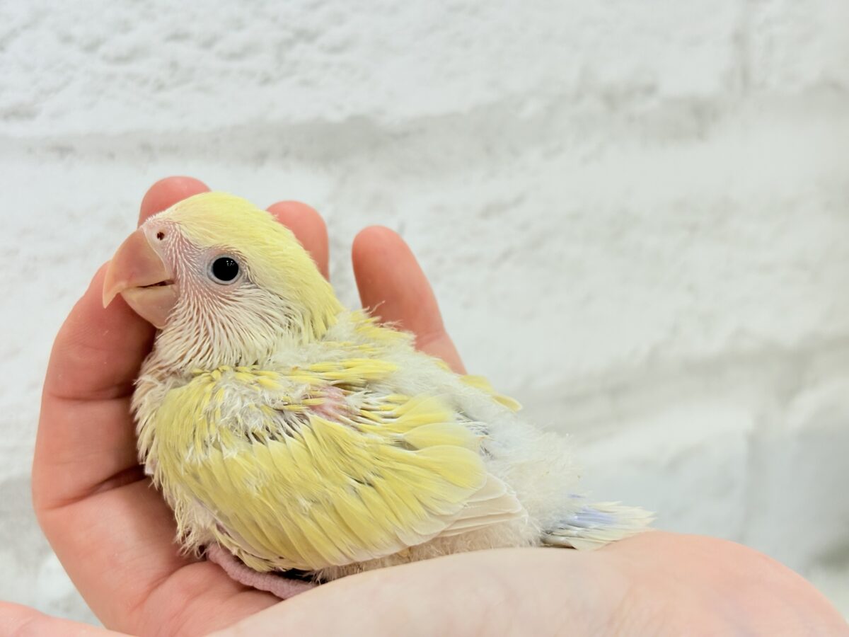 コザクラインコ（小桜インコ）