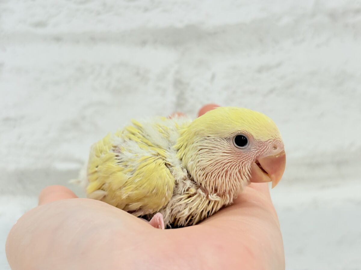 コザクラインコ（小桜インコ）