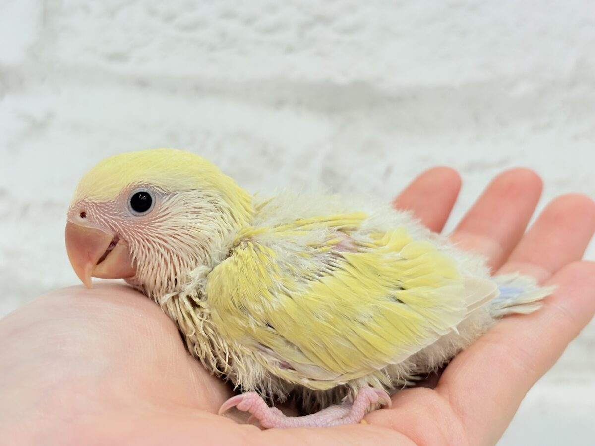 コザクラインコ（小桜インコ）