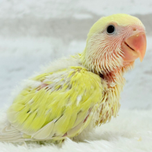 ふんわりカラーに癒される𓈒𓏸︎︎︎︎ 𓈒𓂂𓏸コザクラインコ(シナモン) ヒナ