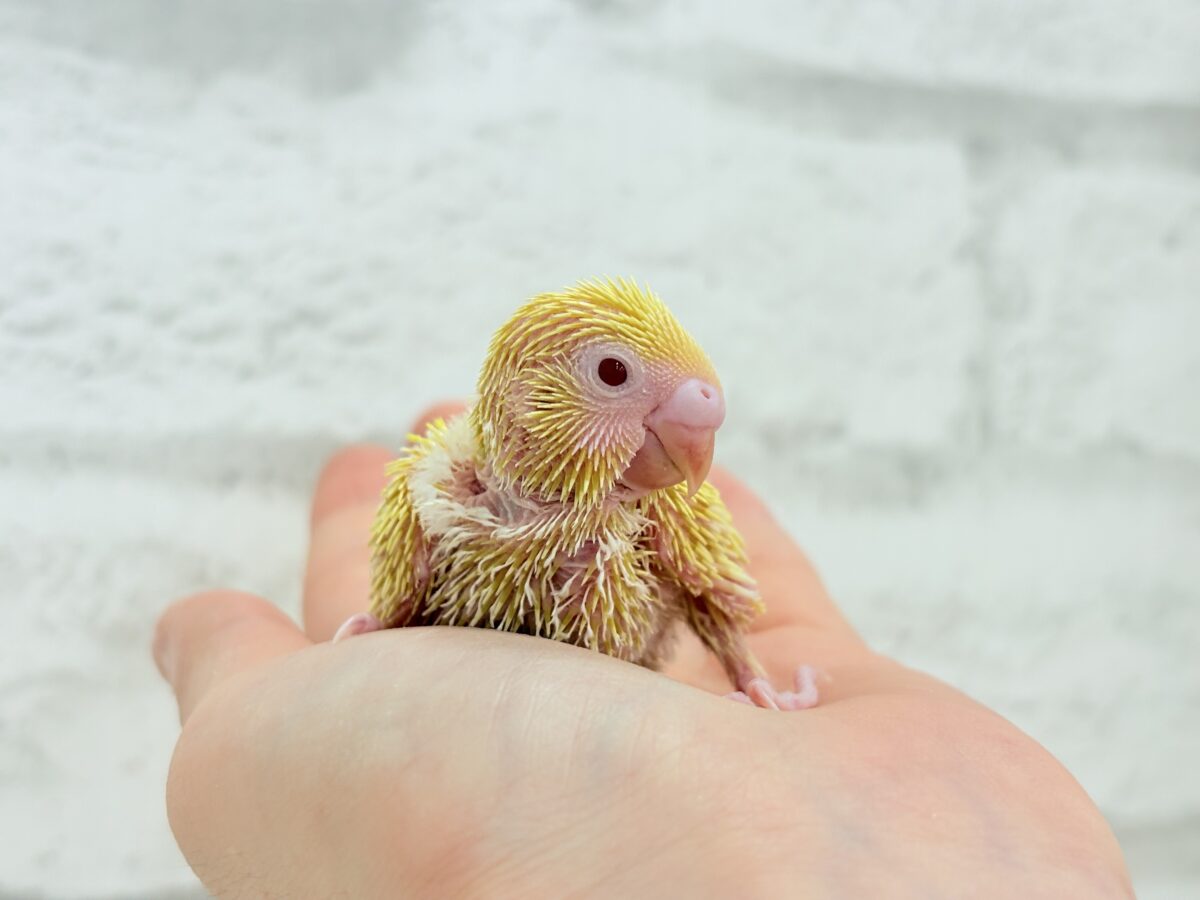 セキセイインコ