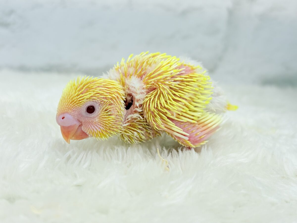 セキセイインコ