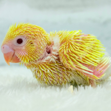 まっきっ黄色のひよこちゃん🐣💛セキセイインコ(ルチノー) ヒナ