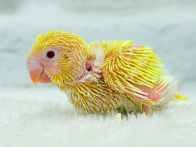 まっきっ黄色のひよこちゃん🐣💛セキセイインコ(ルチノー) ヒナ