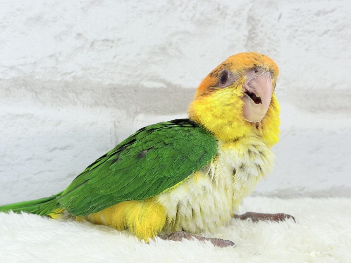 シロハラインコ