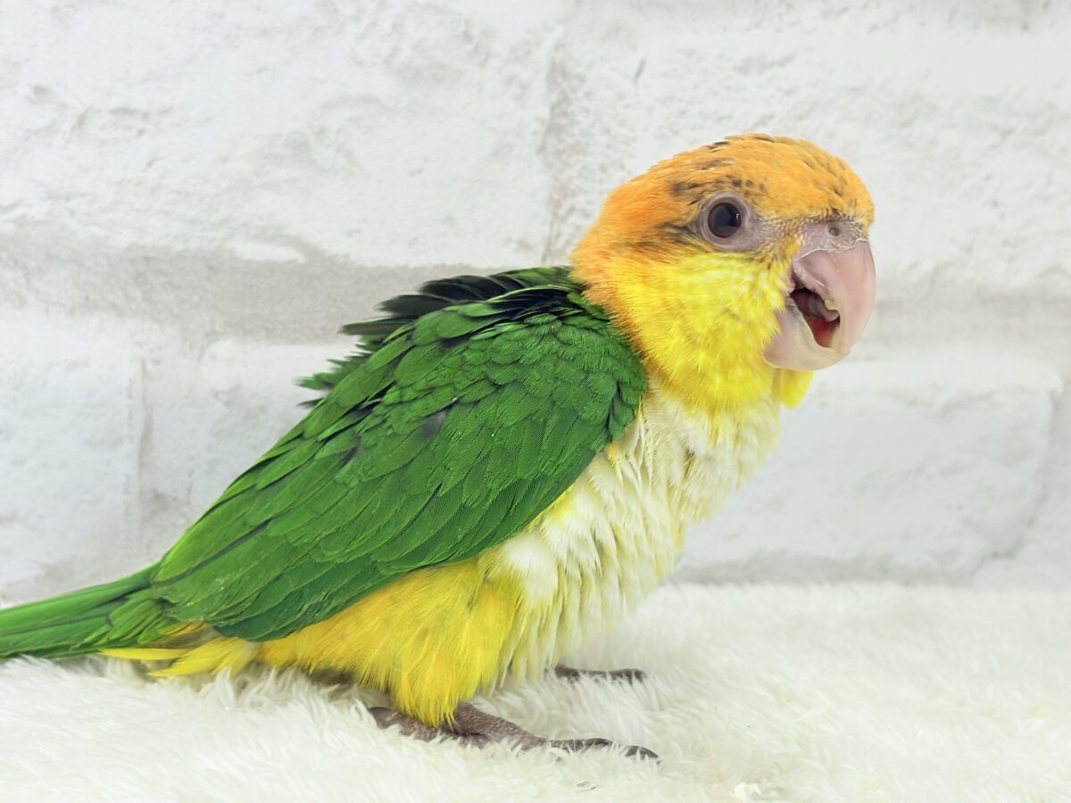 シロハラインコ