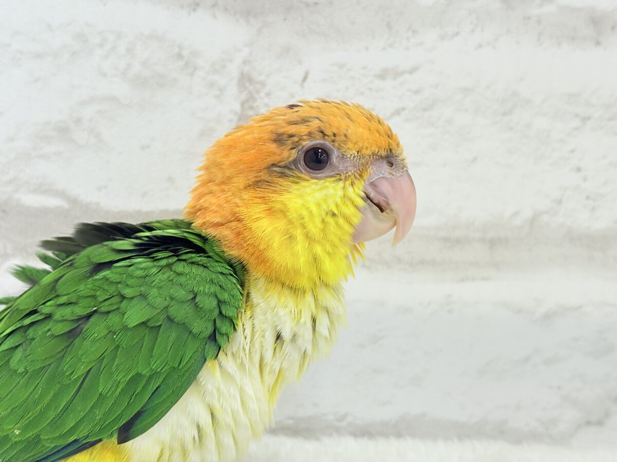シロハラインコ