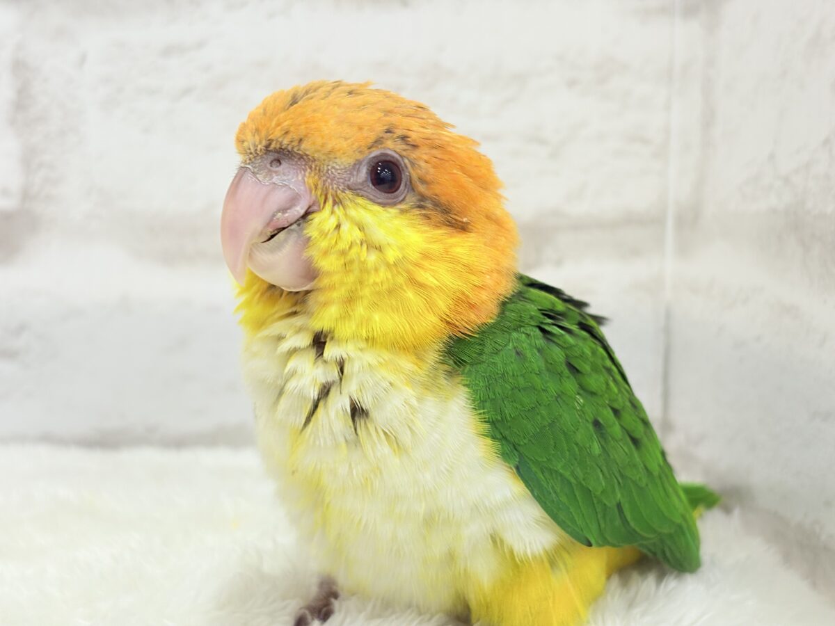 シロハラインコ
