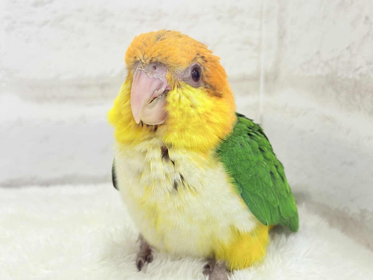 シロハラインコ