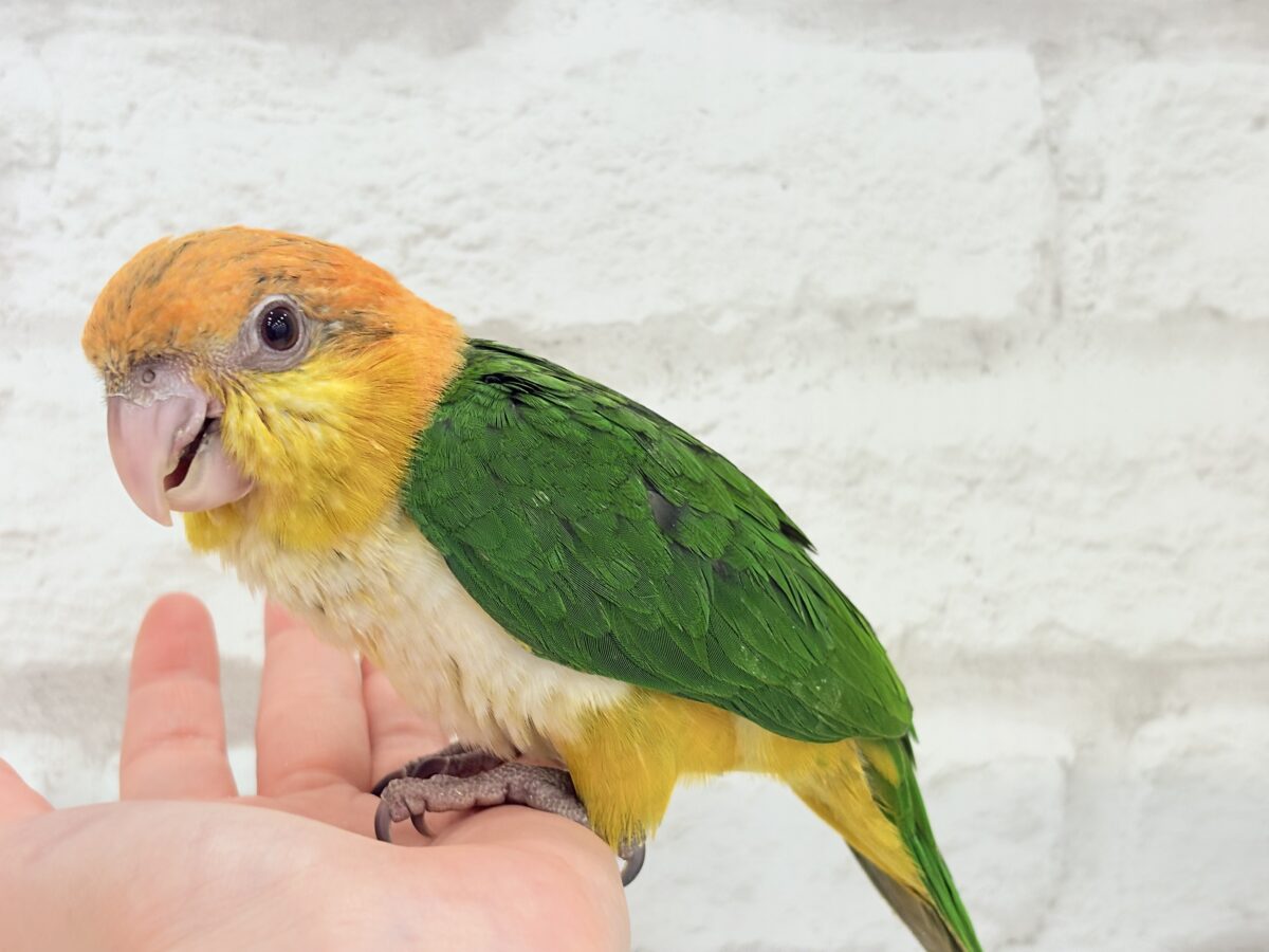 シロハラインコ