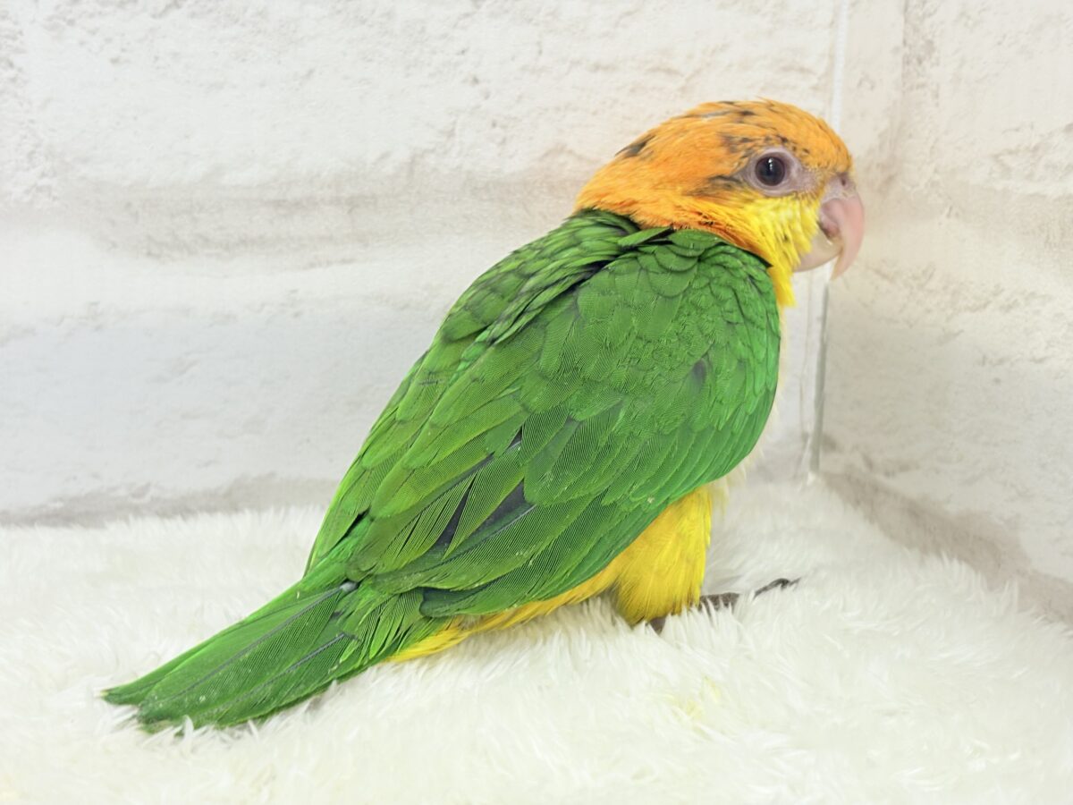 シロハラインコ