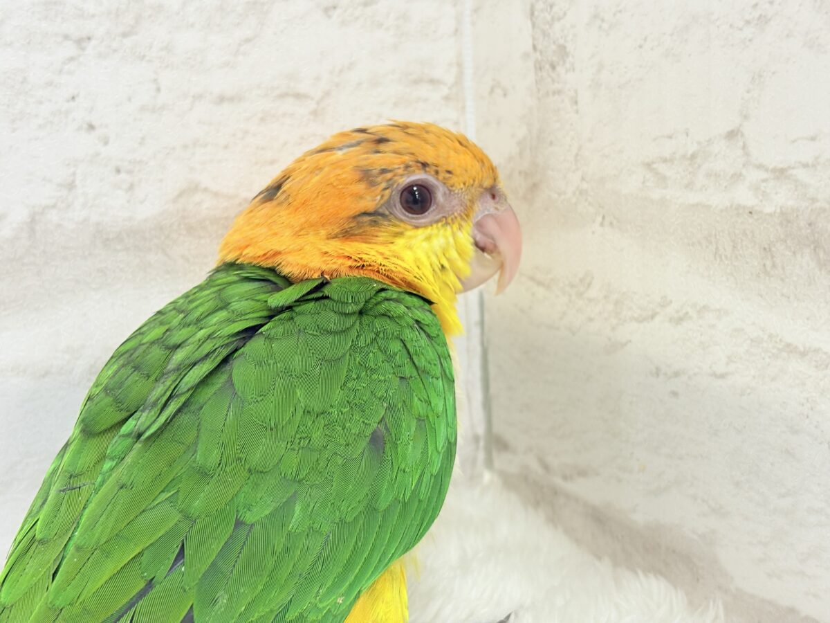 シロハラインコ
