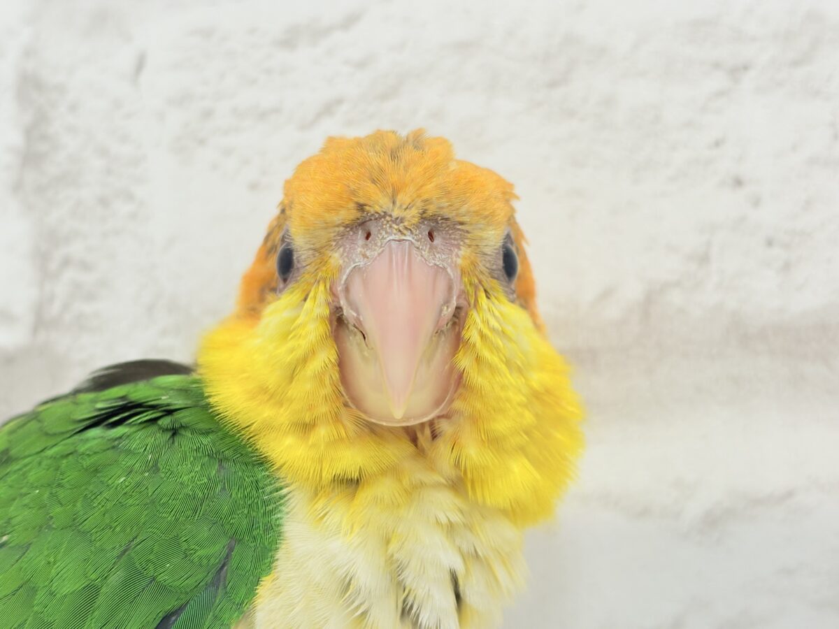 シロハラインコ