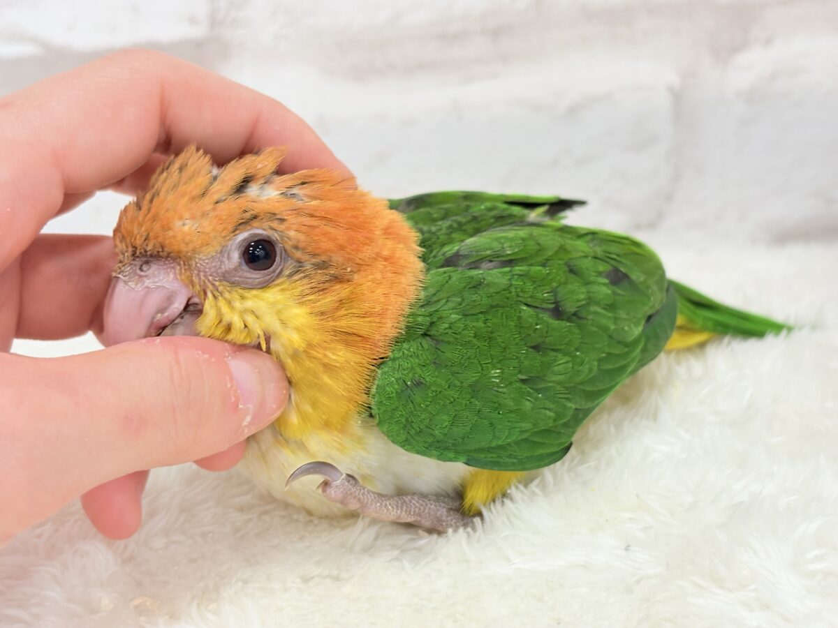 シロハラインコ