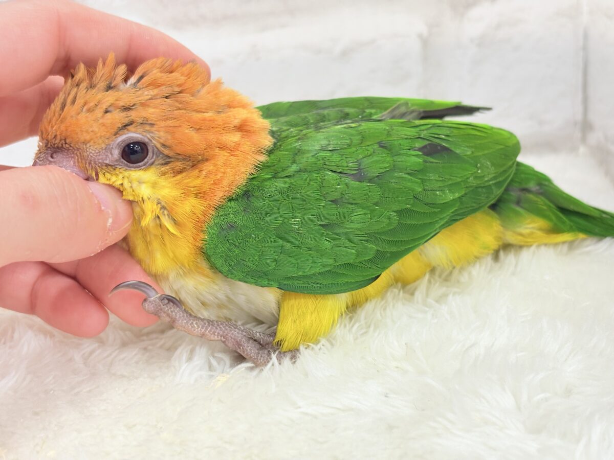 シロハラインコ
