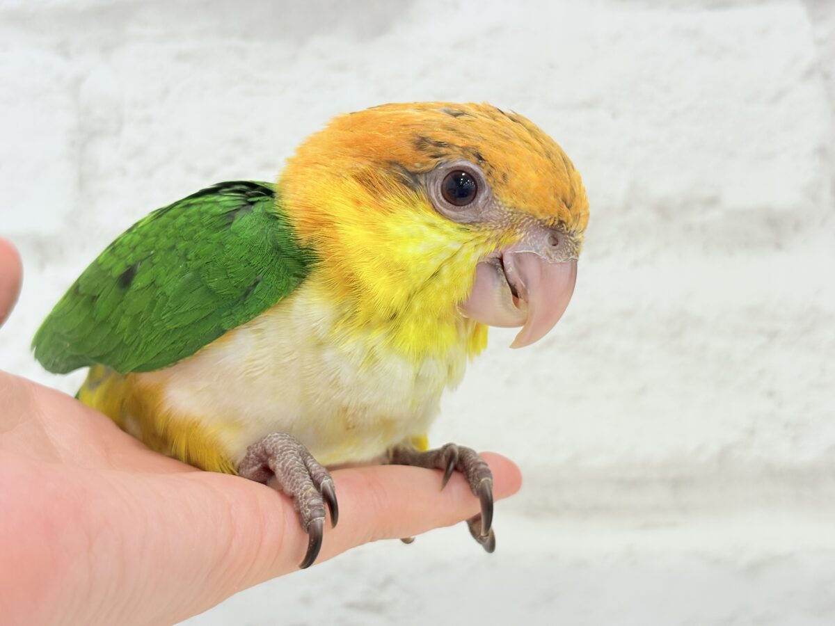 シロハラインコ