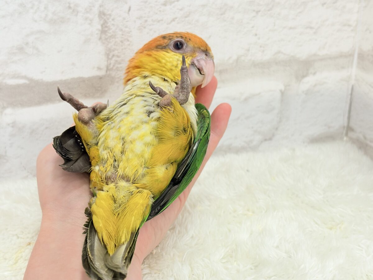 シロハラインコ