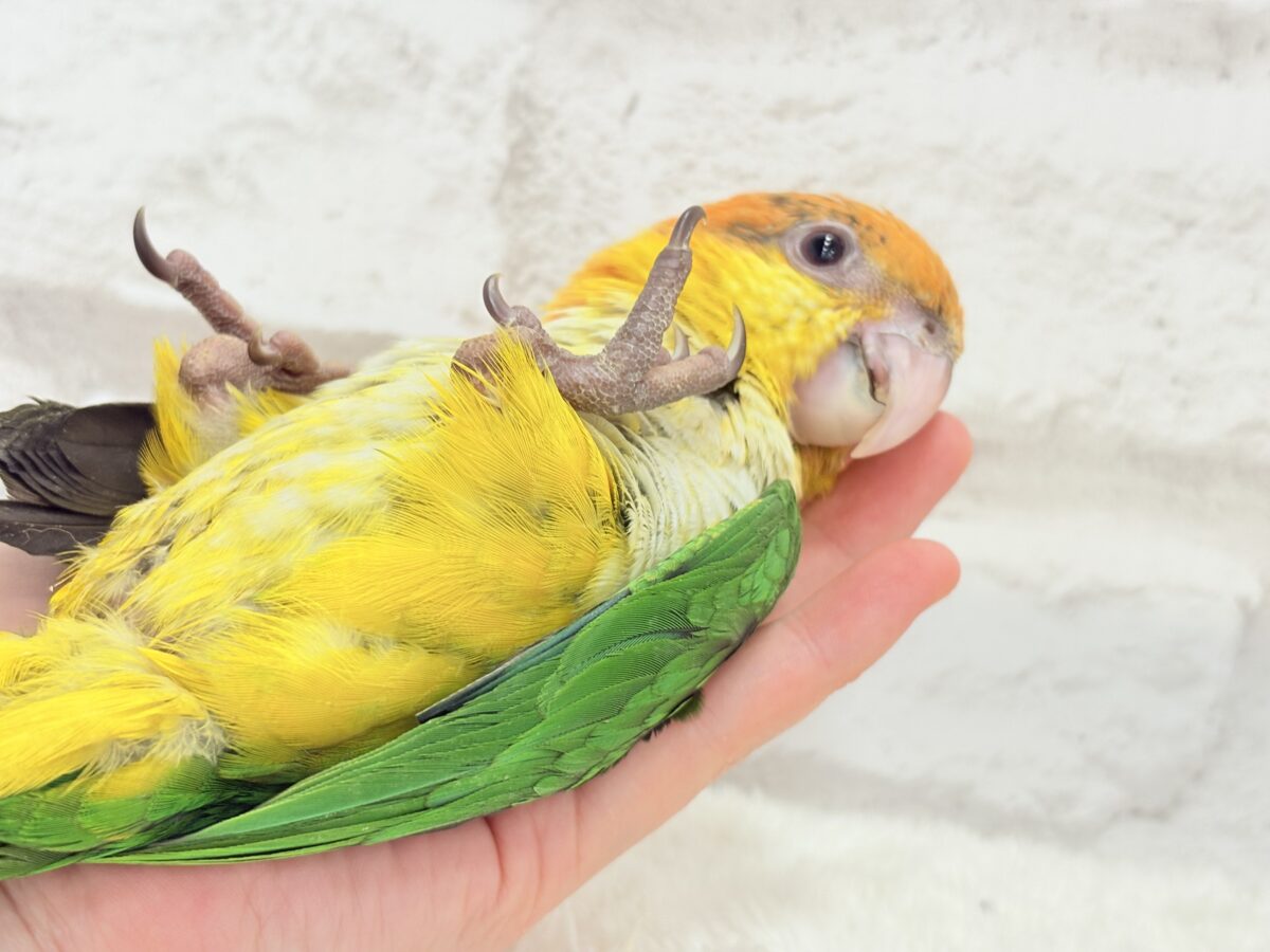 シロハラインコ