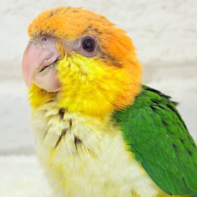 元気印🪅みかん頭の甘えんぼ🍊💖シロハラインコ ヒナ