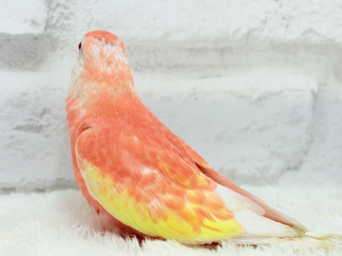 アキクサインコ（秋草インコ）