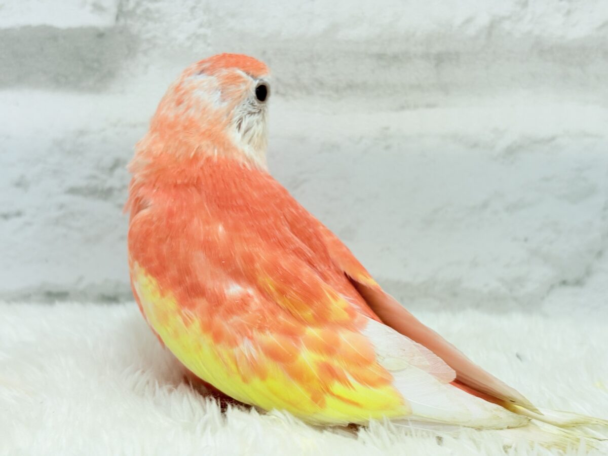 アキクサインコ（秋草インコ）