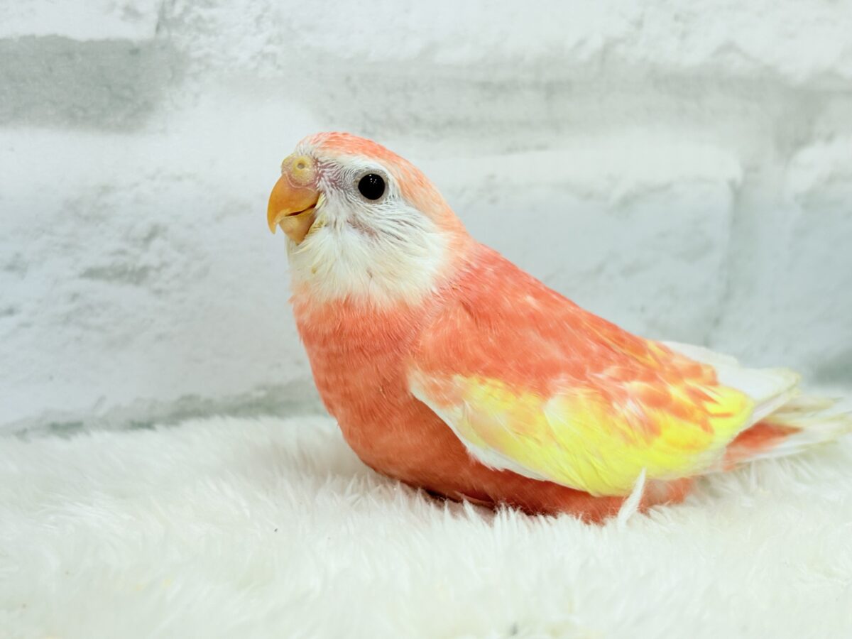 アキクサインコ（秋草インコ）