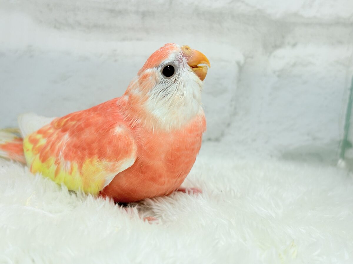 インコの壺　プレインカ フレッシュ濃いめのピーチちゃん🐣🍑アキクサインコ(ルビノー) ヒナ