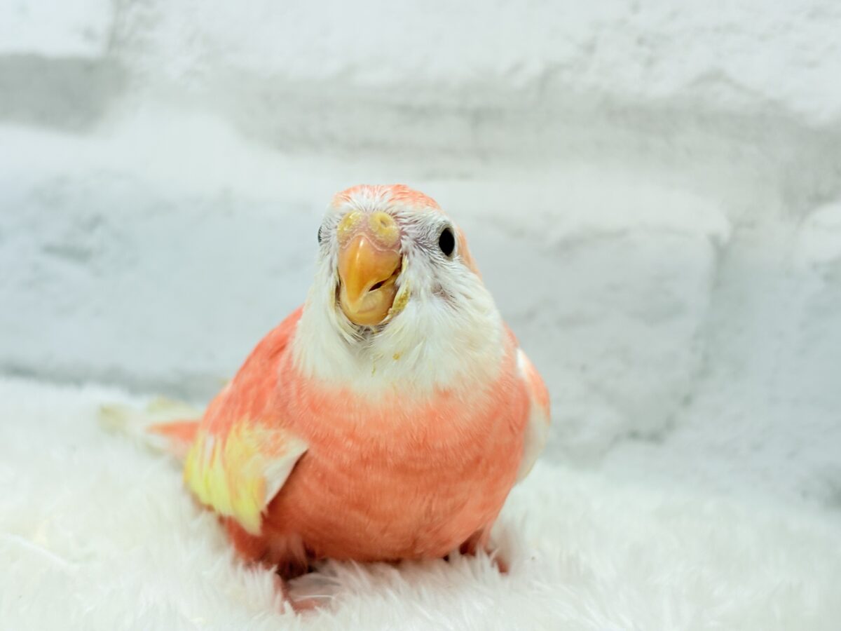 アキクサインコ（秋草インコ）