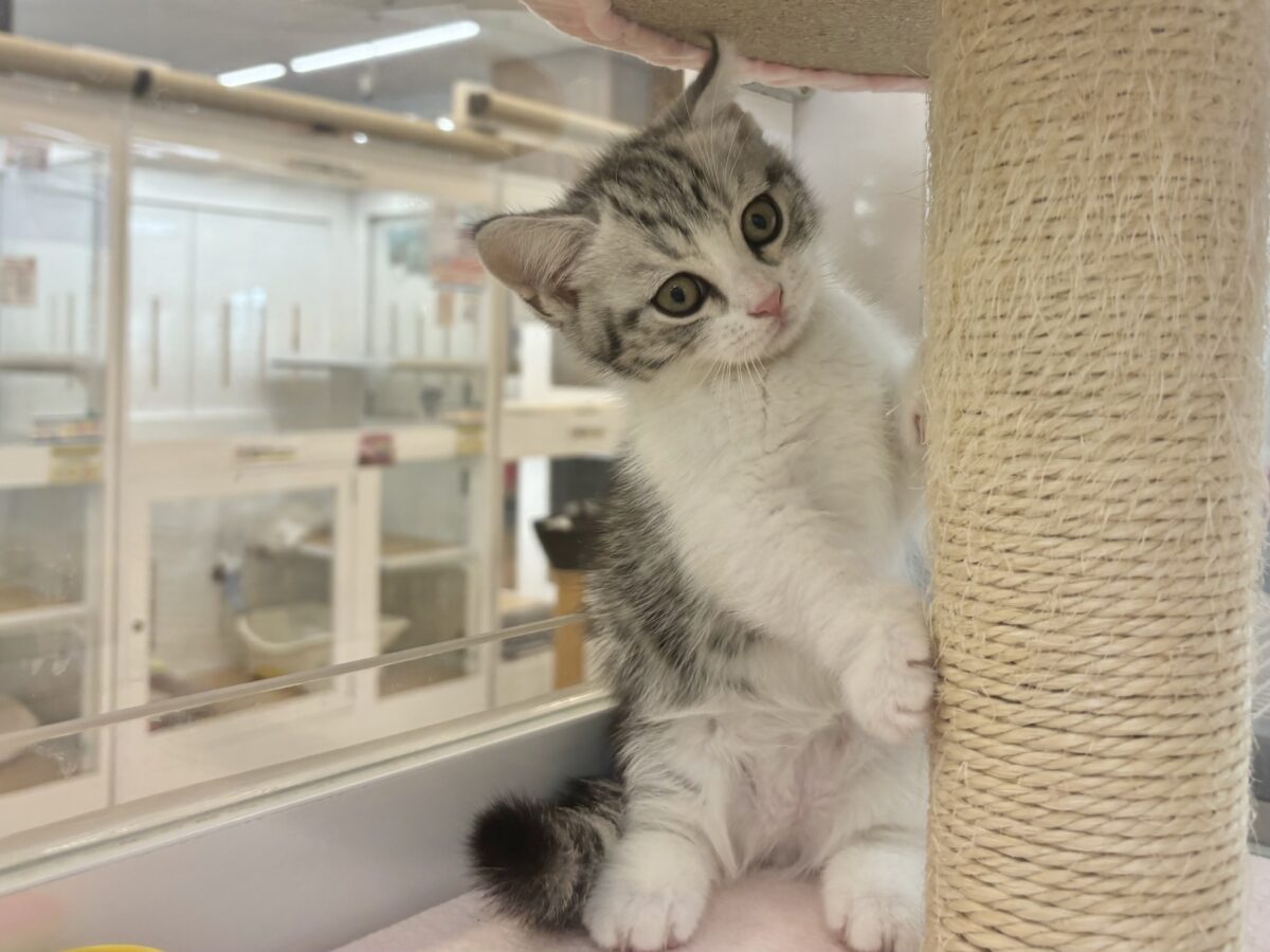 マンチカン