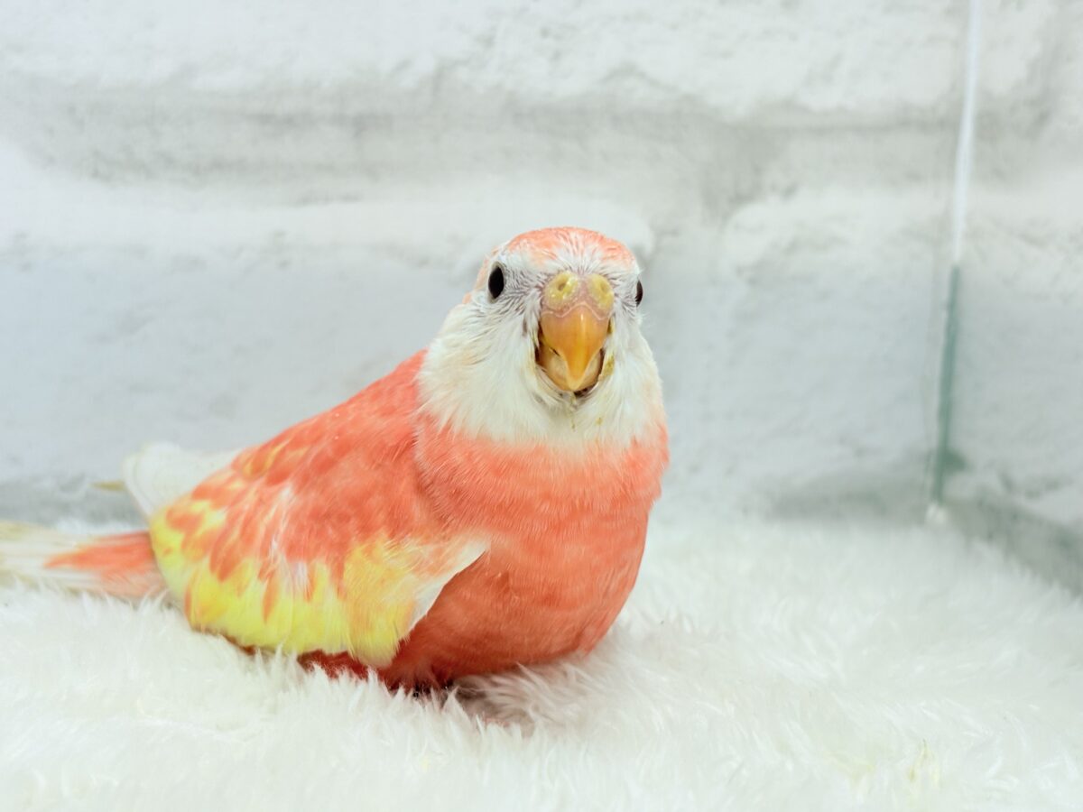 アキクサインコ（秋草インコ）