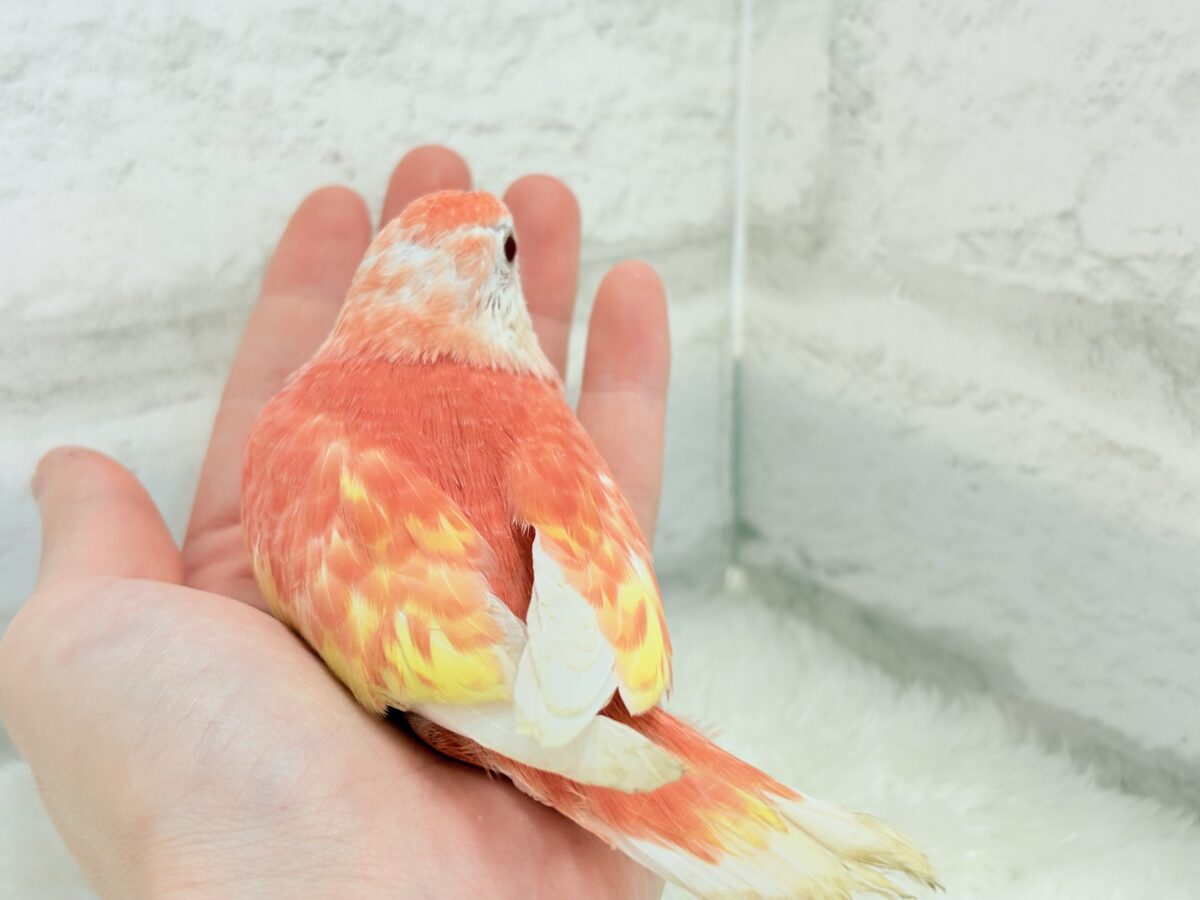 アキクサインコ（秋草インコ）