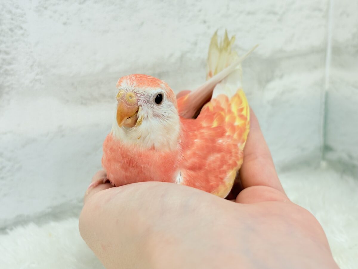 アキクサインコ（秋草インコ）