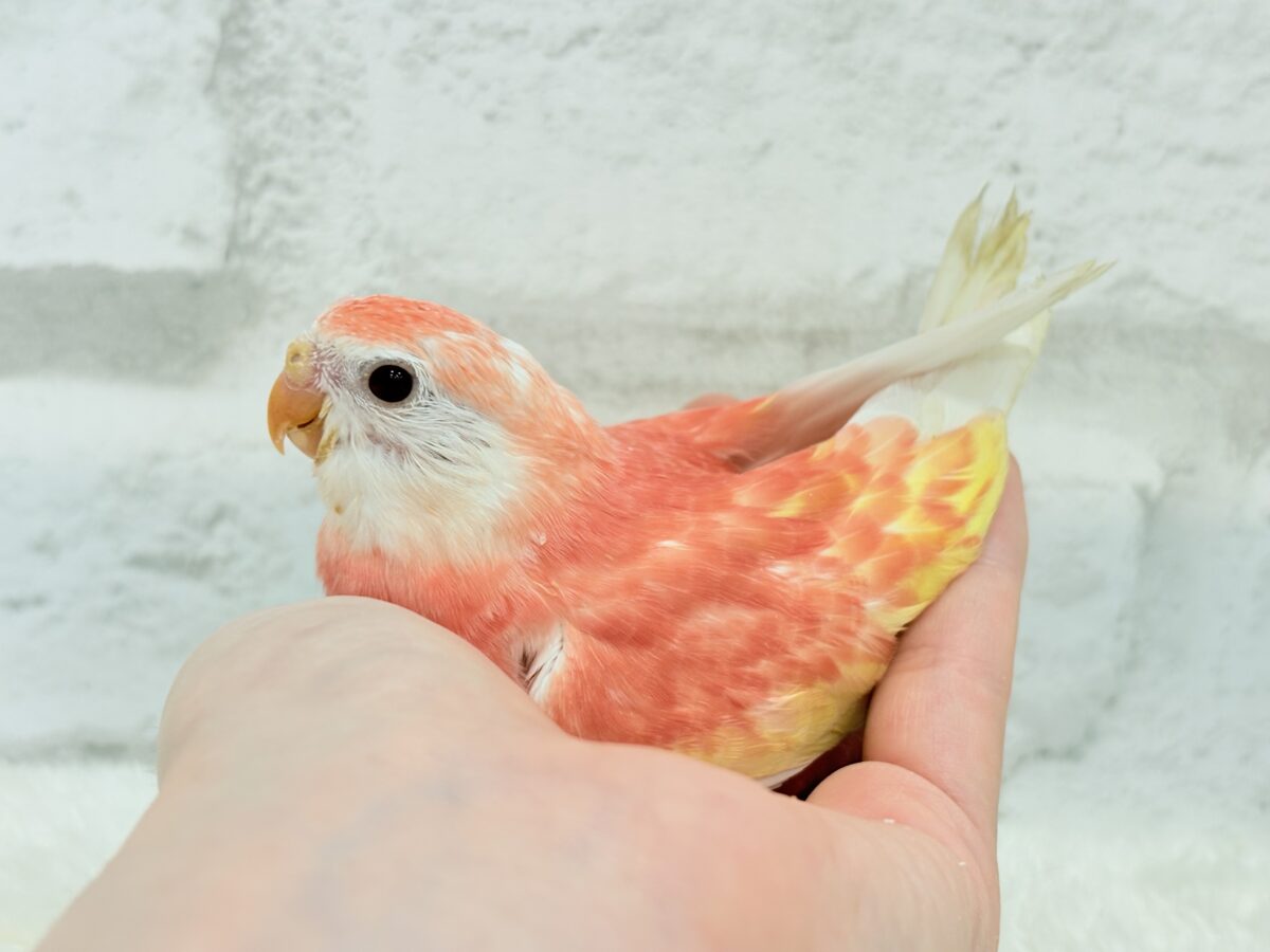 アキクサインコ（秋草インコ）