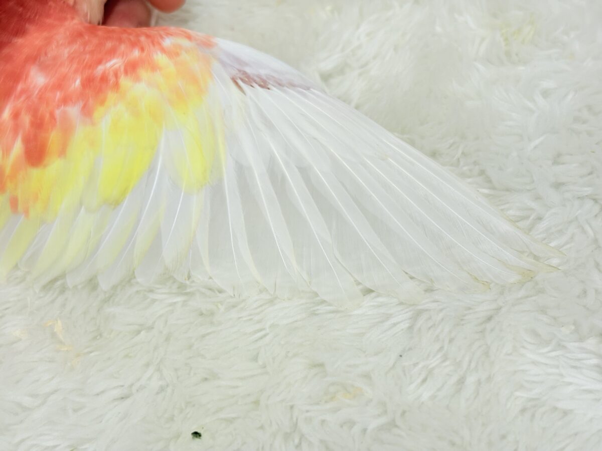アキクサインコ（秋草インコ）